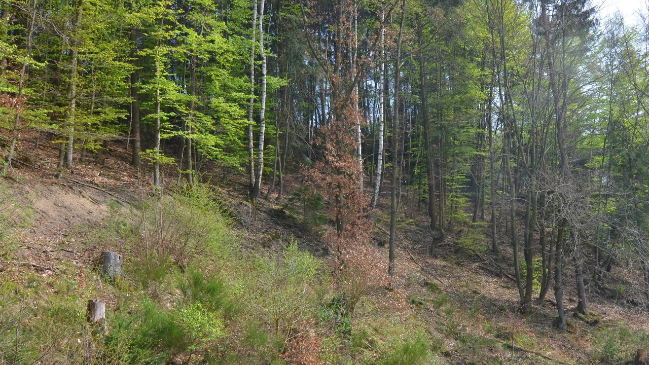 ViewSummer ViewSummer